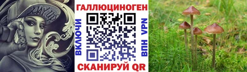 Псилоцибиновые грибы Psilocybe  Котлас 